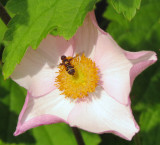 Hoverfly on Anemone