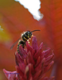 Hornet? Atop the Ricin Flower 