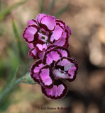 Dianthus From Crossroads