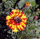 Marigold with Bumble Bee Center