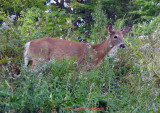 Friendly Fawn,  she let me take 50 photos