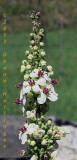 Verbascum Flower