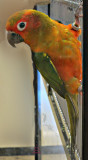 Mr Conure