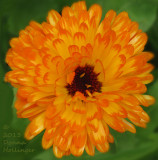 Calendula