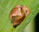 Spring Peeper in 2008