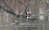 Two Hooded Mergansers at Blacks Nook