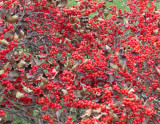 Red Berries Waiting