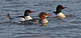 2 Drakes and a Female, Common Mergansers