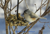 Titmouse on a seed feeder