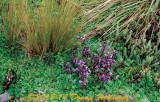 Ecuador Highlands Wildflowers