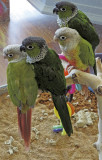 Two Pairs of Black Capped Conures 