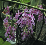 Orchids dripping off the trees Epidendrum porphyreum
