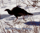 Female or subadult Turkey at the Pond