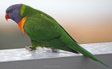 Rainbow Lorikeet