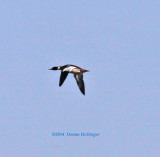 Common Merganser Flying