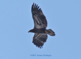 Immature Bald Eagle Flying Over Us