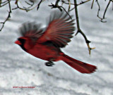 Flying Cardinal