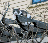 Rita versus the Wisteria Vine