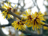 WitchHazel Blooms today