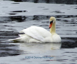 Reservoir is melting...Swan