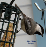 Chicadee on the suet today