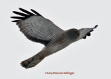 Northern Harrier 1st winter