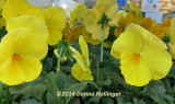 Yellow Pansies in living color!