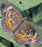Pearl Crescent?  (Phycoides thoros)