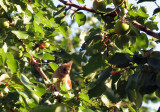 Cardinal in Cathys Peachtree