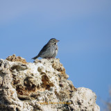 Sparrow on Tufa at Mono Lake