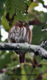 Peruvian Pygmy Owl