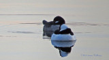 Bucephala albeola pair (bufflehead)