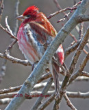 Rufled Feathers in the Wind