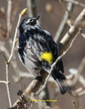 Myrtle Warbler in the Lilac