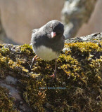 Perky Junco in Our Apple Tree
