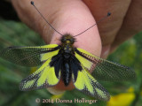 Owlfly (Ascalaphus macaronius)