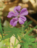Geranium Flower With Insects 