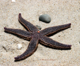 Starfish on the Beach