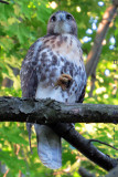 Mount Auburn Red Tailed Hawk, Immature