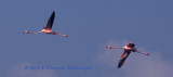 Two Greater Flamingos (Phoenicopterus ruber)
