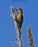 Cuban Green Woodpecker