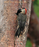 Male Woodpecker Feeding the babies inside this tree