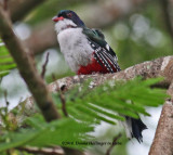 Cuban Trogon a little wet