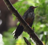 The red-legged thrush (Turdus plumbeus) is a species of bird in the Turdidae family