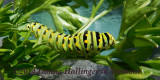 Black Swallowtail Caterpillar (Papilio polyxenes)