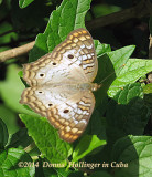 Peacock Butterfly