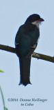 Cuban Trogon