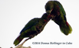 2 Cuban Parrots Grooming 