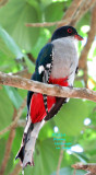 Cuban Trogon (so you can see the red feathers)