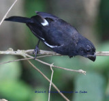 Cuban Bullfinch